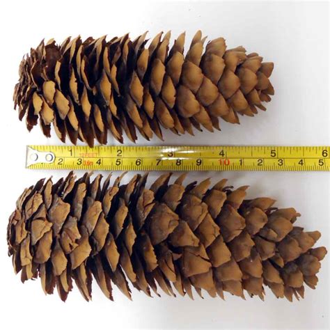 norway spruce pine cones for sale